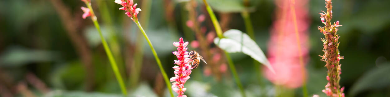 Natuur bij Rijksgebouwen